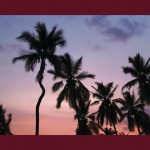 Las palmeras vespertinas